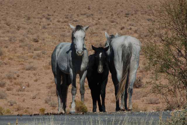wild horses protect their young